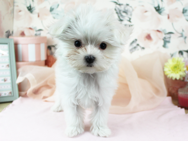 子犬の名前が決まりました☆